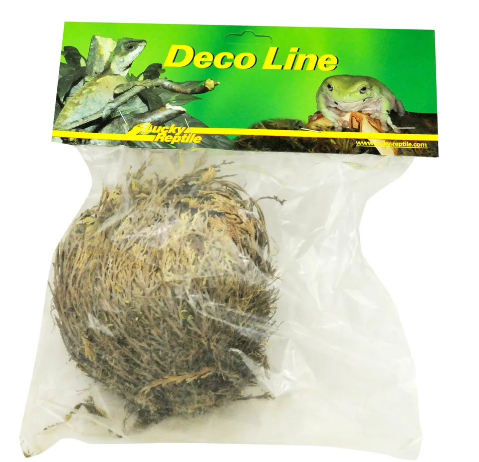 lucky-reptile-rose-von-jericho-w-sten-dekopflanze image 1