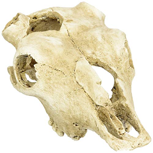 lucky-reptile-deco-skull-cow-kuhsch-del-deko-22-x-9-x-16-cm image 6