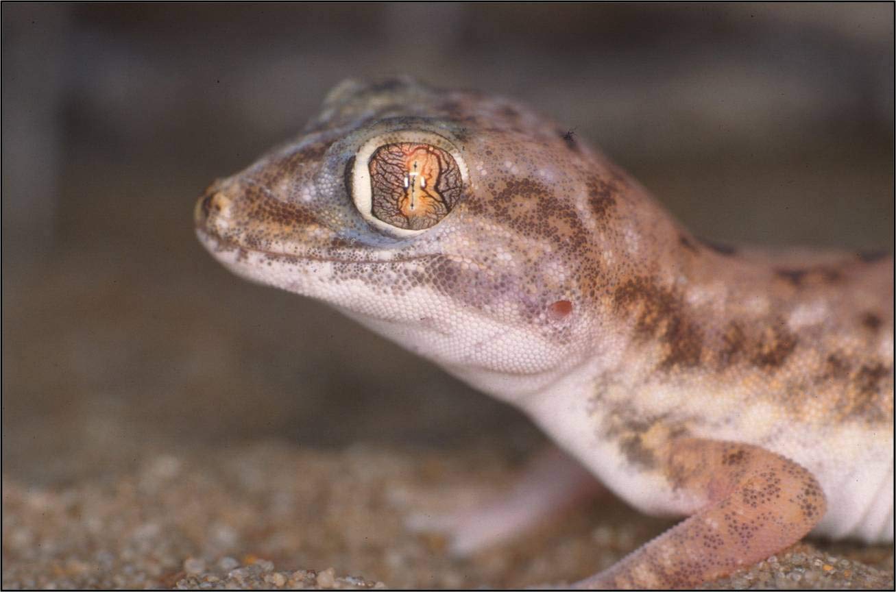 lucky-reptile-starter-kit-w-stengecko-wei-50-x-28-x-40-cm image 7