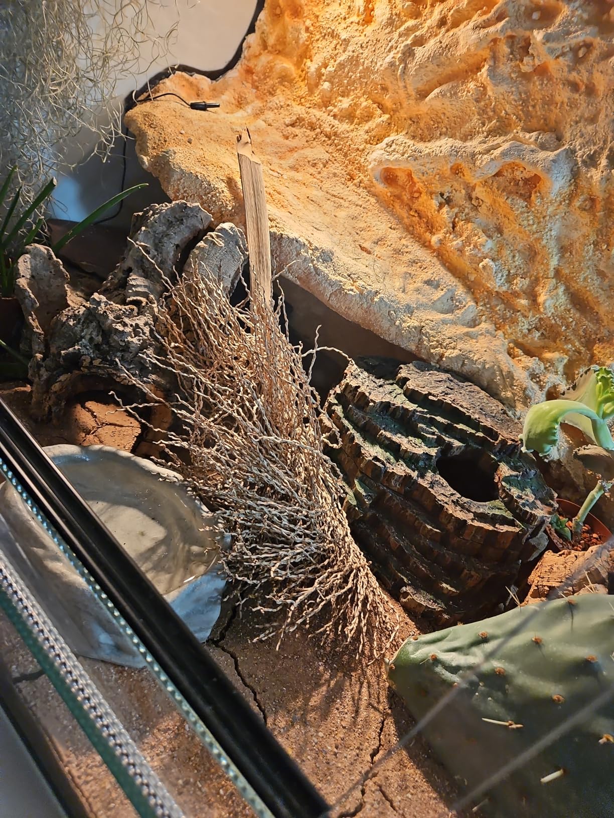 Perfektes Versteck für kleine Geckos