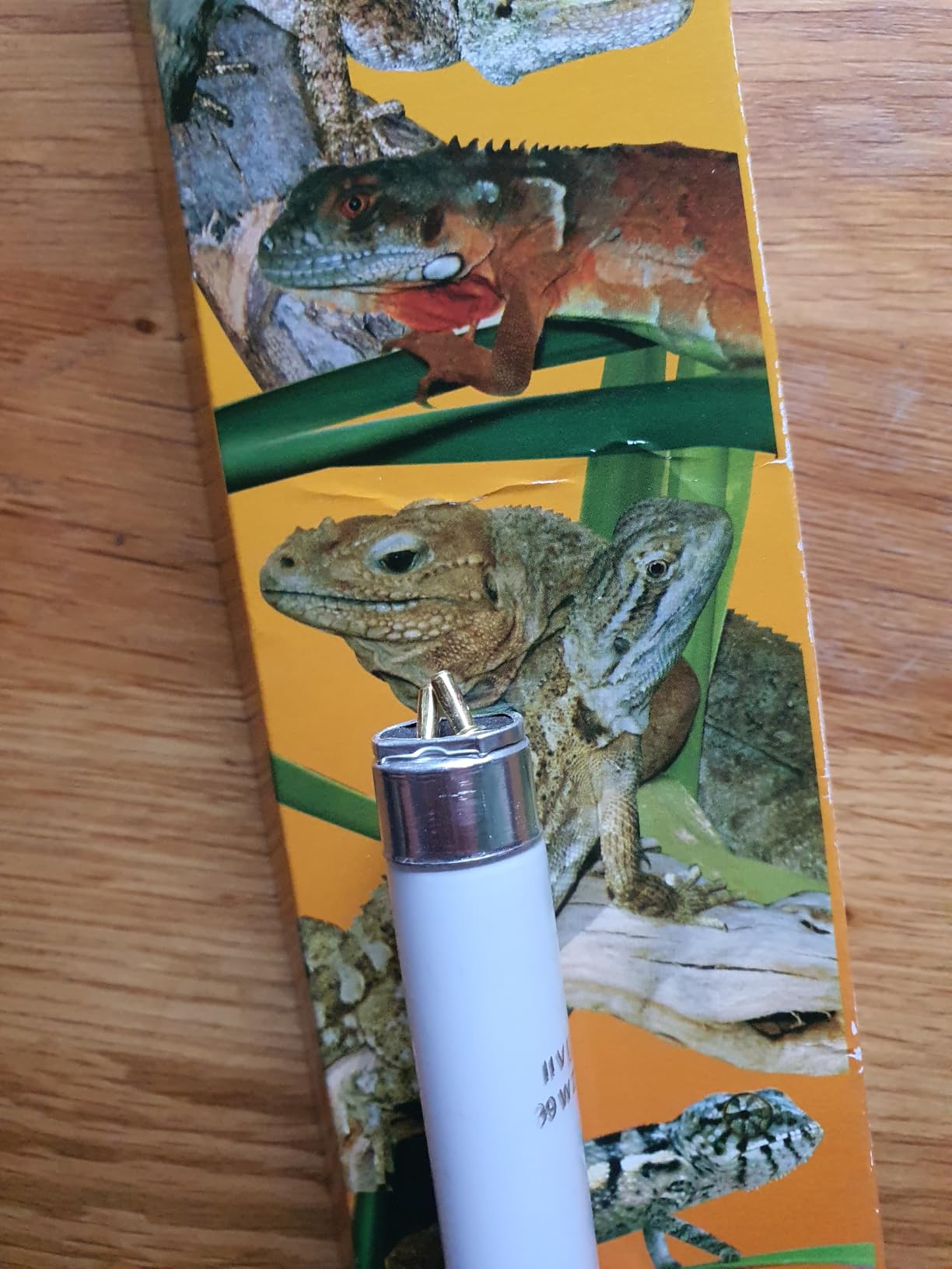 Tiere deutlich aktiver