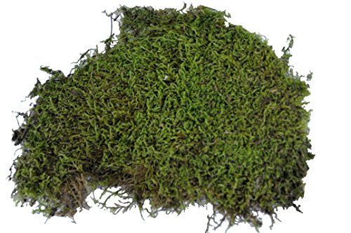 lucky-reptile-vivarium-moss-terrarienmoos-150-gramm image 5