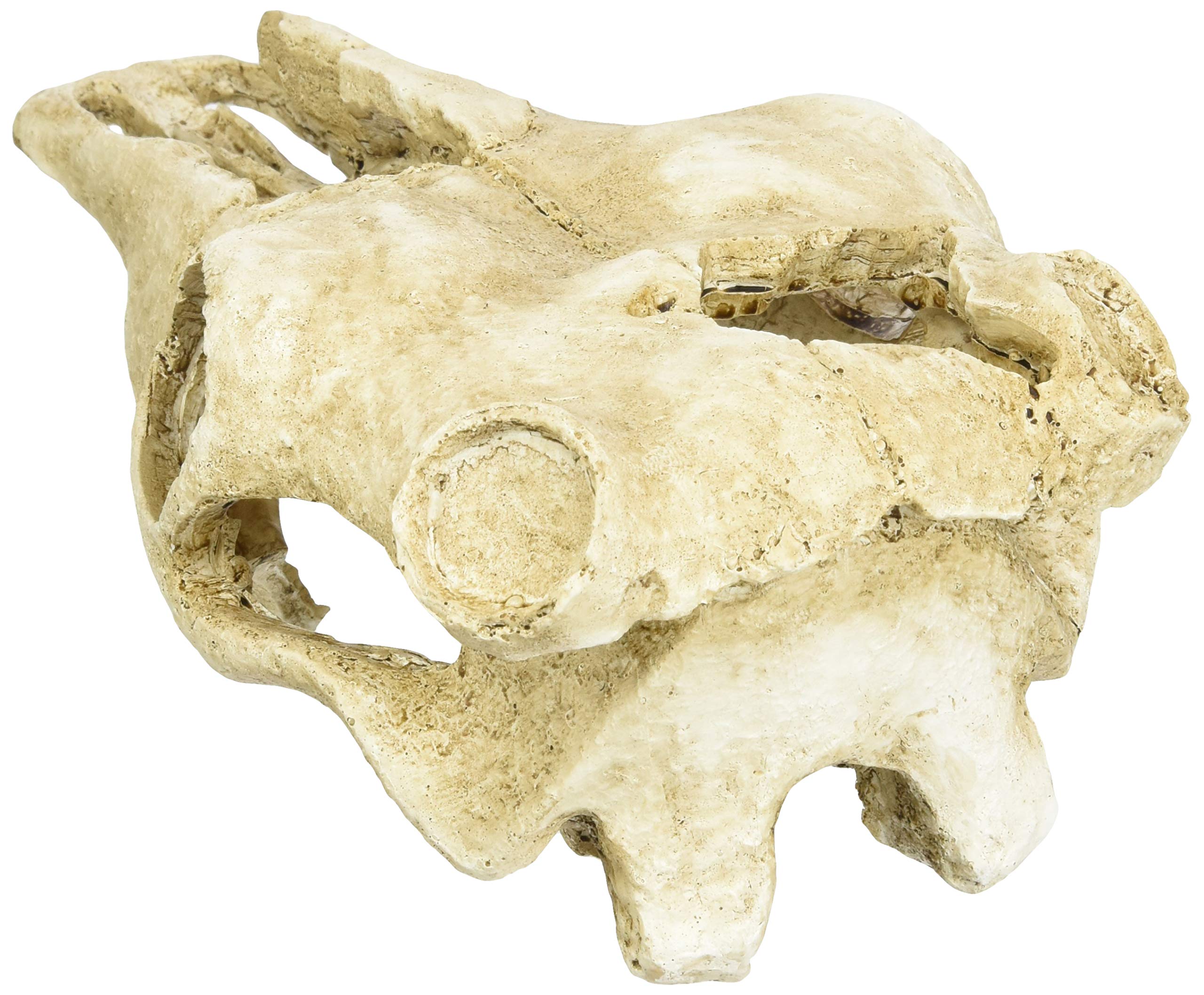 lucky-reptile-deco-skull-cow-kuhsch-del-deko-22-x-9-x-16-cm image 2