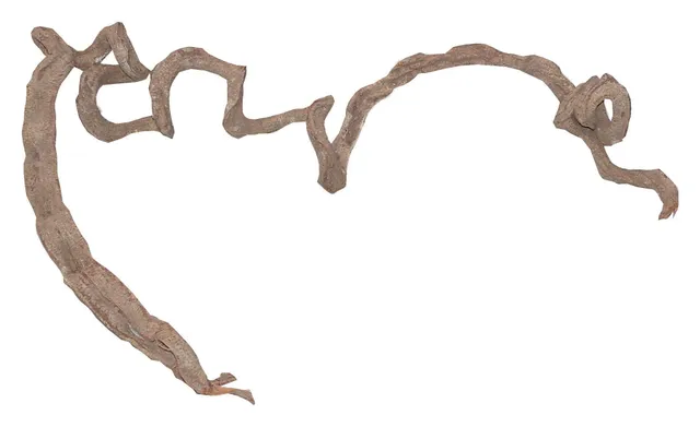 lucky-reptile-korkenzieher-liane-d-nn-80-120-cm image 1