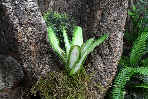 lucky-reptile-scape-it-easy-bromelie-neoregelia-dekopflanze-wei-ca-20-cm image 8
