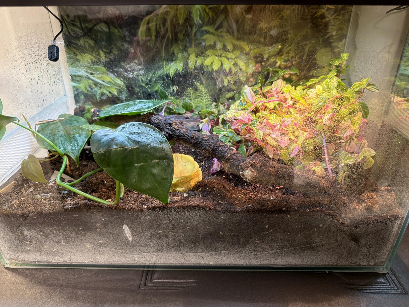 Perfekter Start für meine Smithi