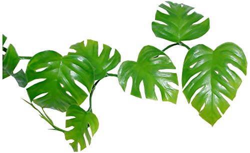 lucky-reptile-rankenpflanze-philodendron-terrarium-ranke-ca-200-cm image 4