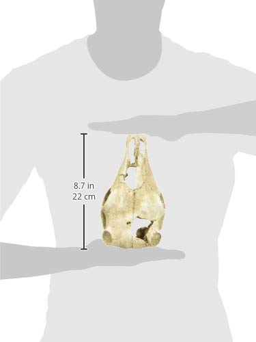 lucky-reptile-deco-skull-cow-kuhsch-del-deko-22-x-9-x-16-cm image 8