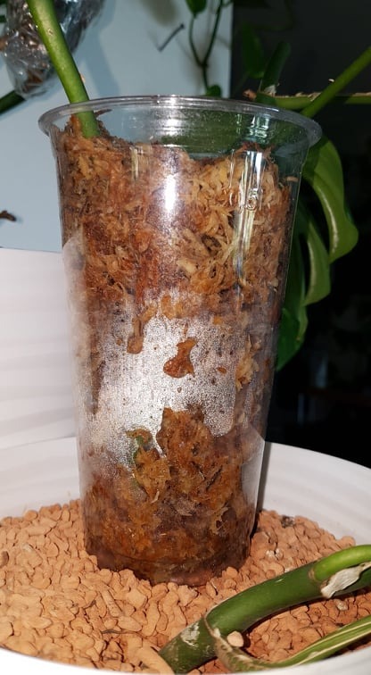 Ideal für Frösche und Geckos