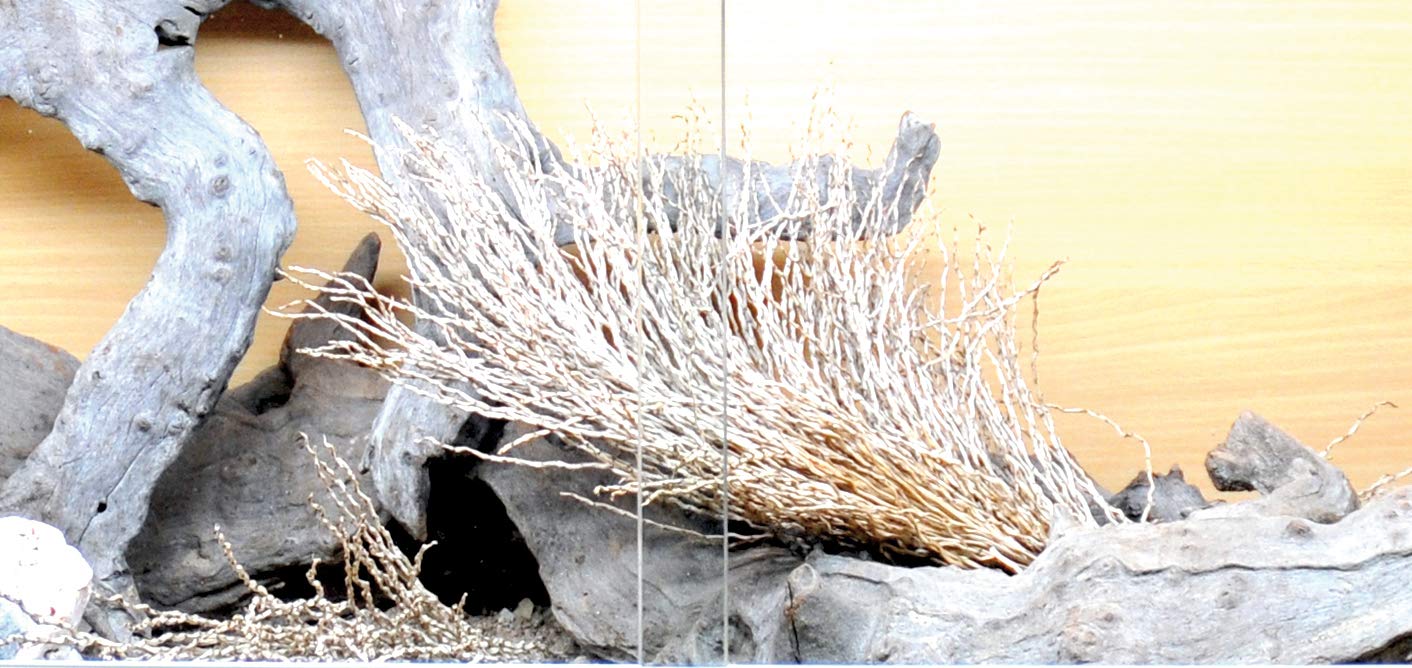 lucky-reptile-palmwedel-palmfackel-30-40-cm-terrarien-deko image 3