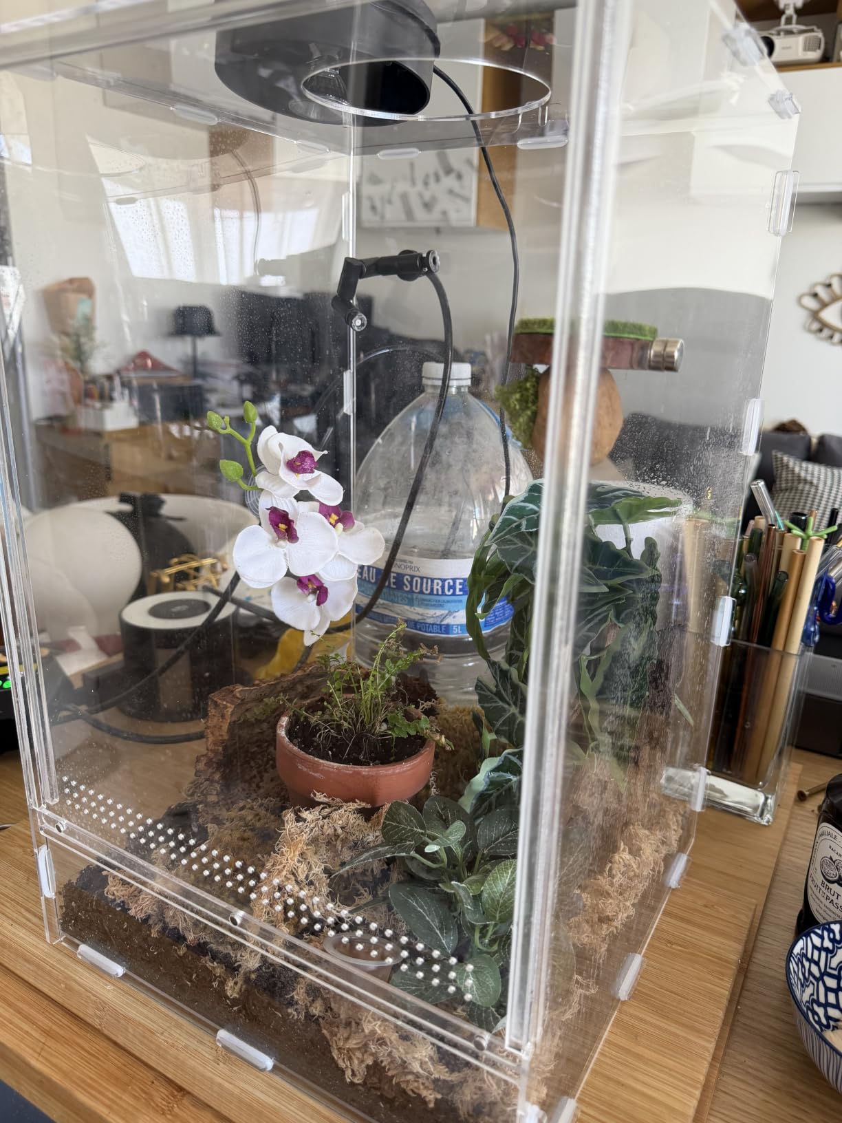 Süßes Mini-Terrarium