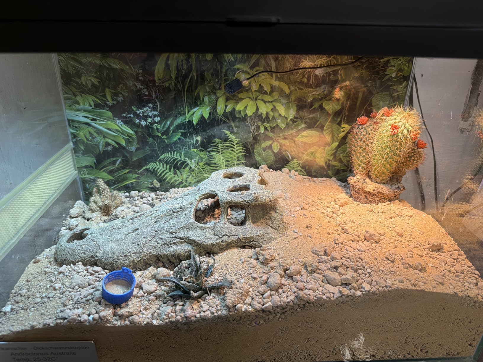 Solide Qualität von Lucky Reptile