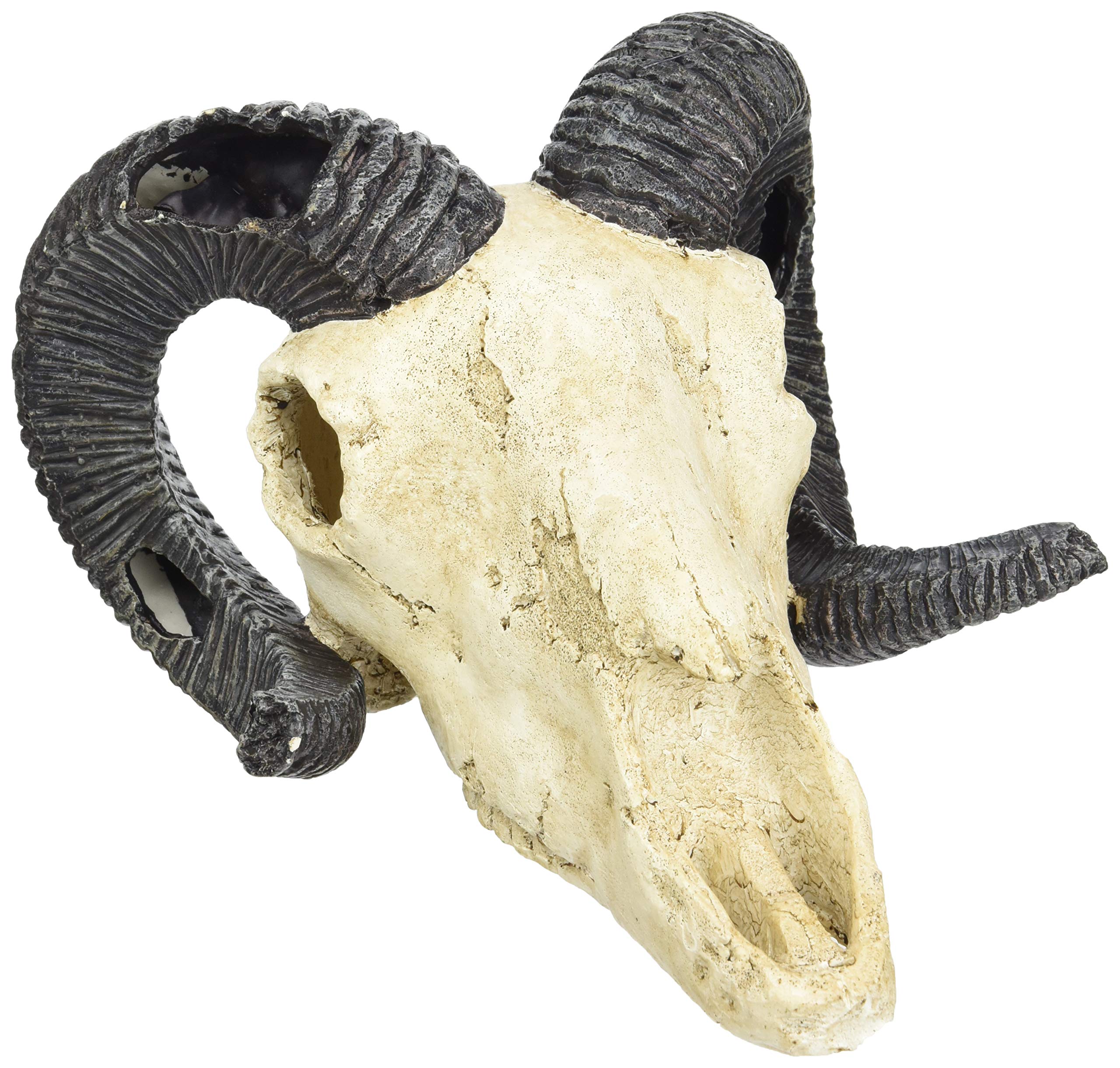 lucky-reptile-deco-skull-cow-kuhsch-del-deko-22-x-9-x-16-cm image 5