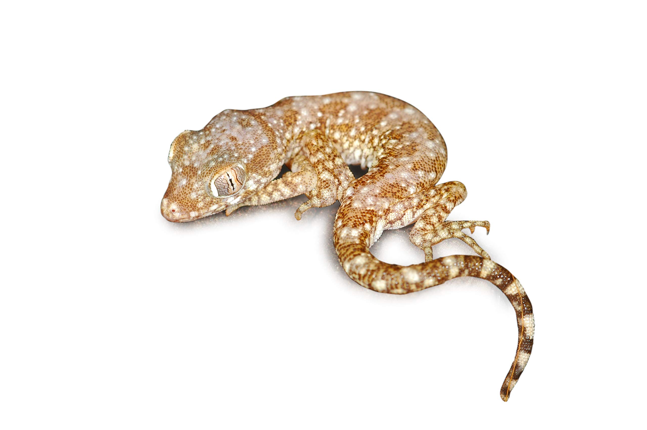 lucky-reptile-starter-kit-w-stengecko-wei-50-x-28-x-40-cm image 6