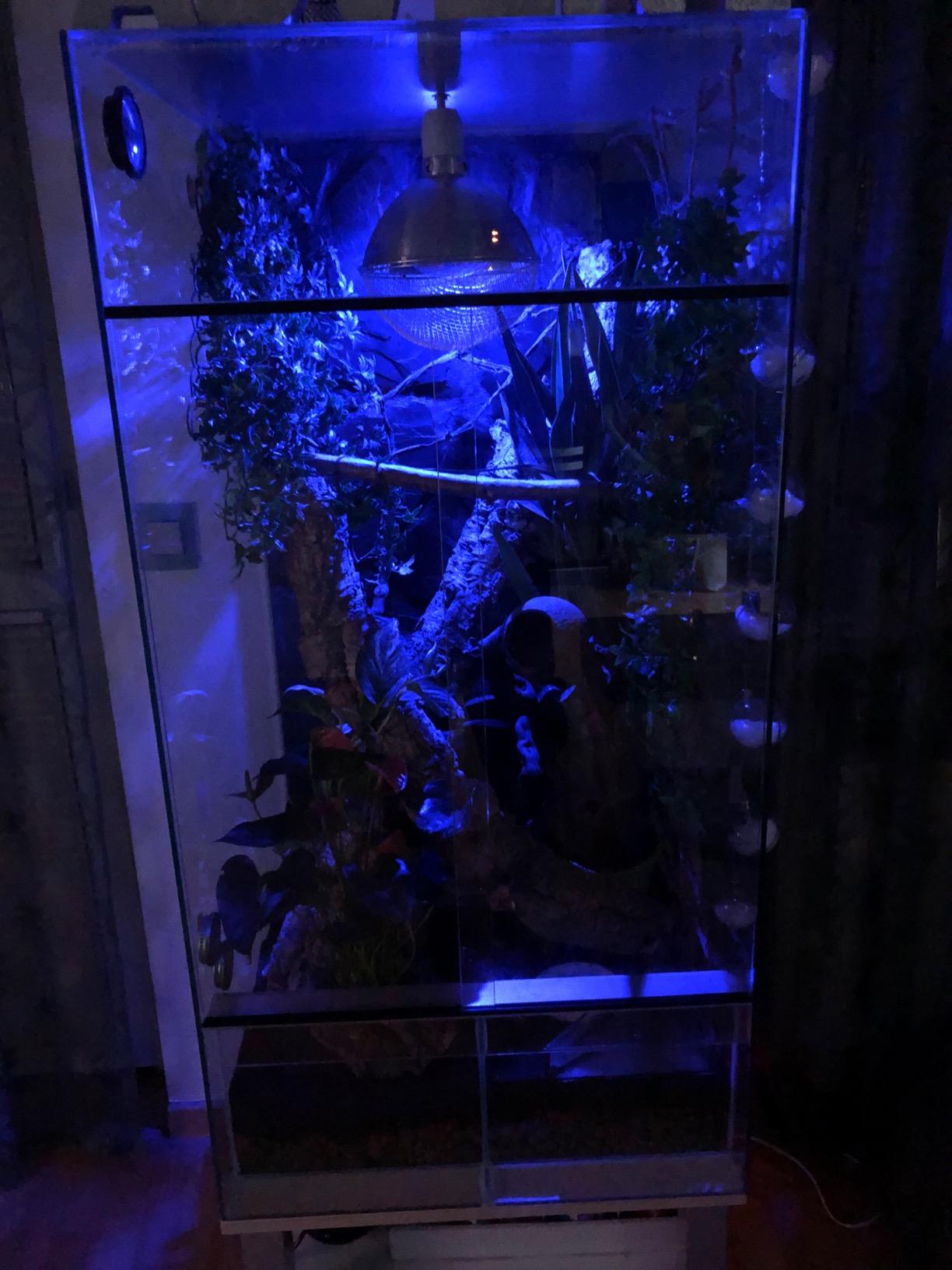 Perfektes Nachtlicht fürs Terrarium