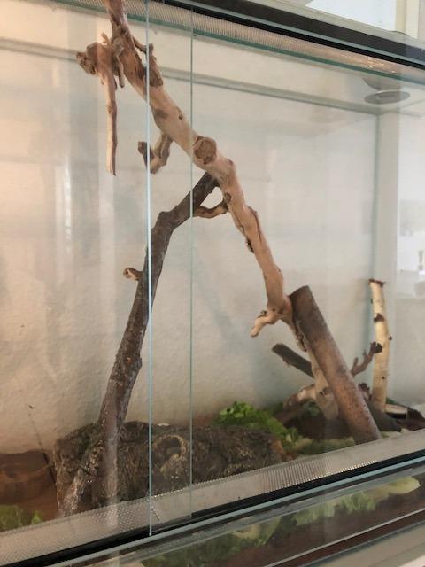Cool für Wüstenterrarium