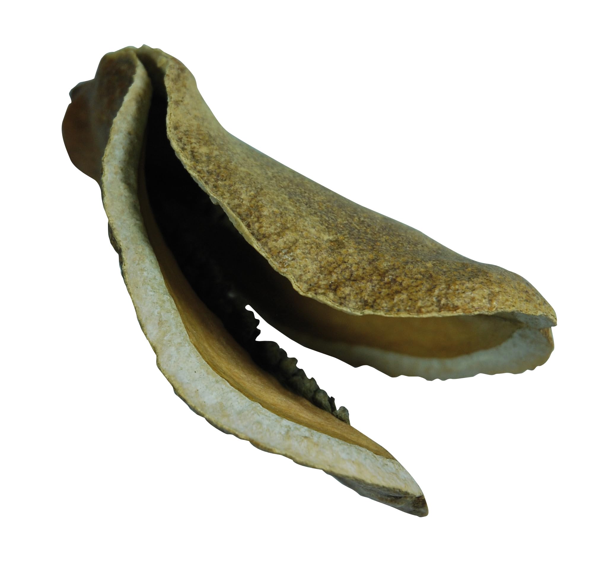 lucky-reptile-db-01-nature-s-treasure-deko-box-terrarien-dekoration-aus-naturmat image 3
