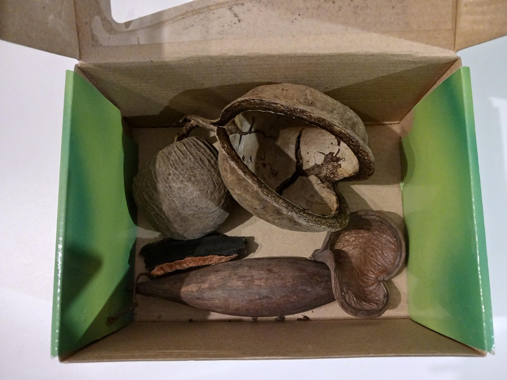 Perfekte Deko fürs Bartagamen-Terrarium