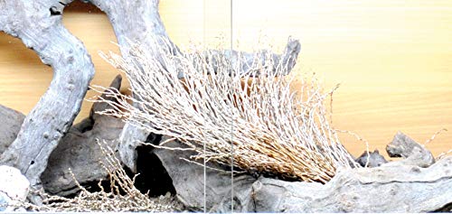 lucky-reptile-palmwedel-palmfackel-30-40-cm-terrarien-deko image 6