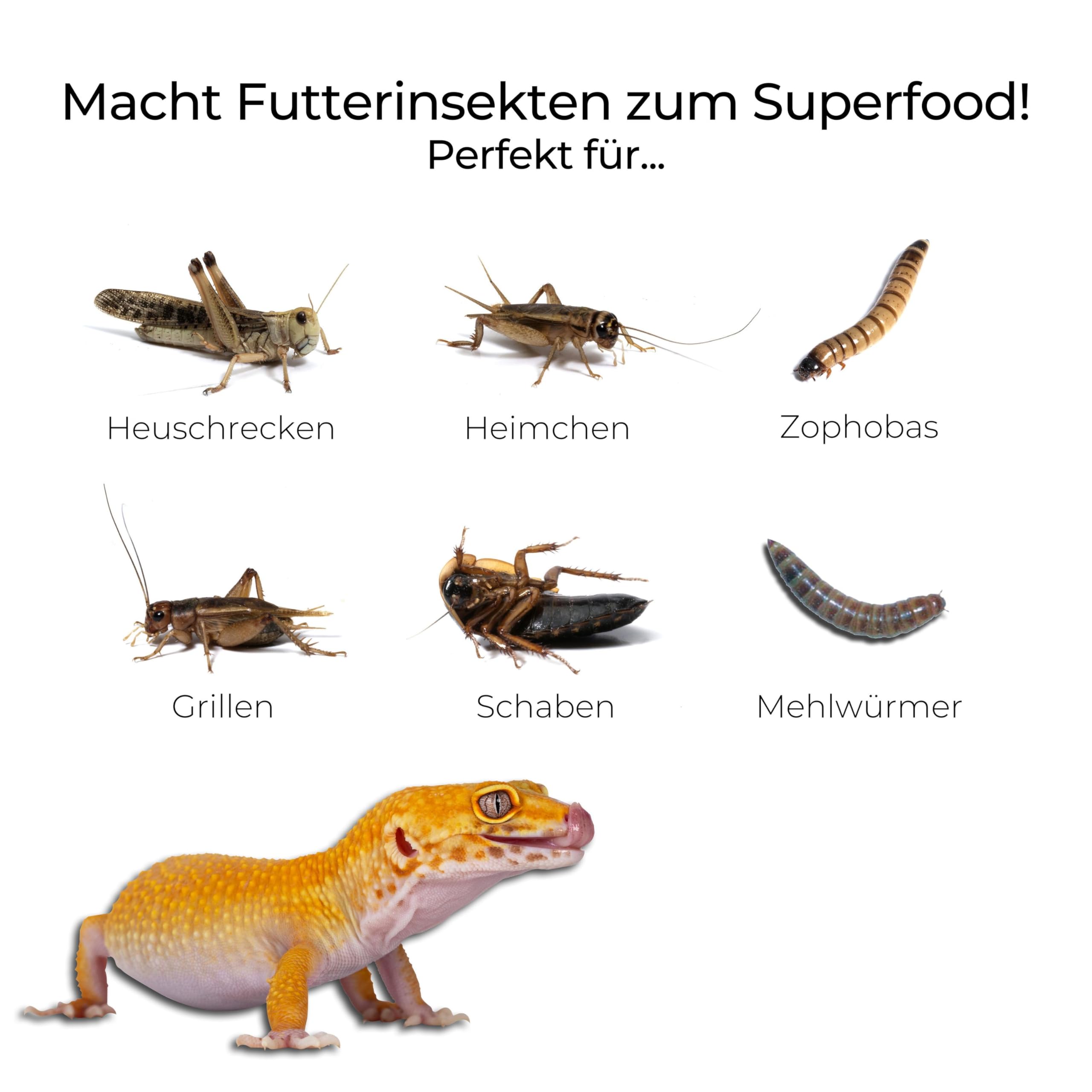lucky-reptile-insect-booster-jelly-futtererg-nzung-4-x-15-g image 2