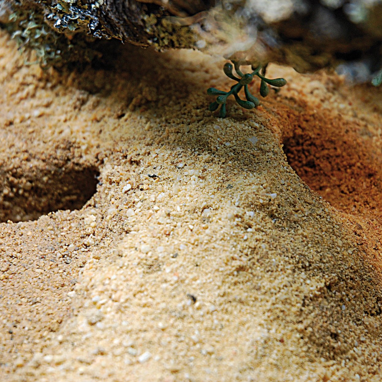 lucky-reptile-herp-pottery-lehmgranulat-f-r-grabf-higes-terrariensubstrat image 3