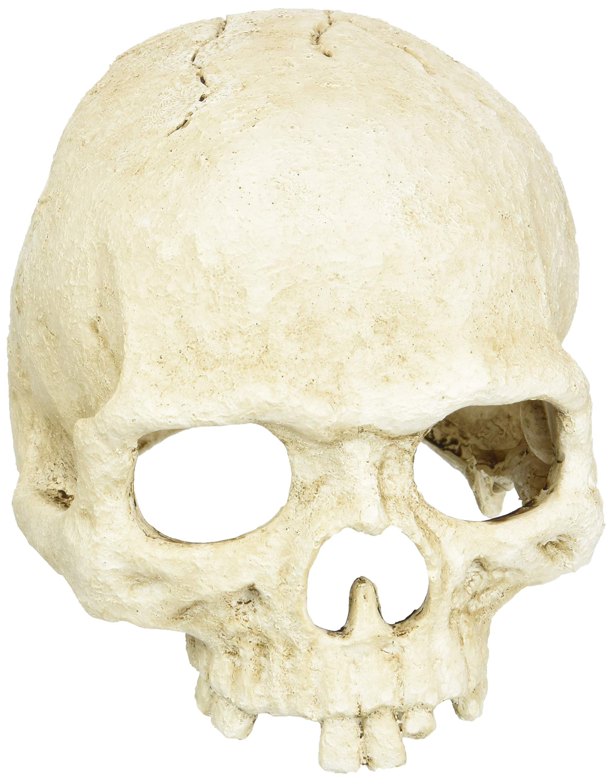 lucky-reptile-deco-skull-cow-kuhsch-del-deko-22-x-9-x-16-cm image 4