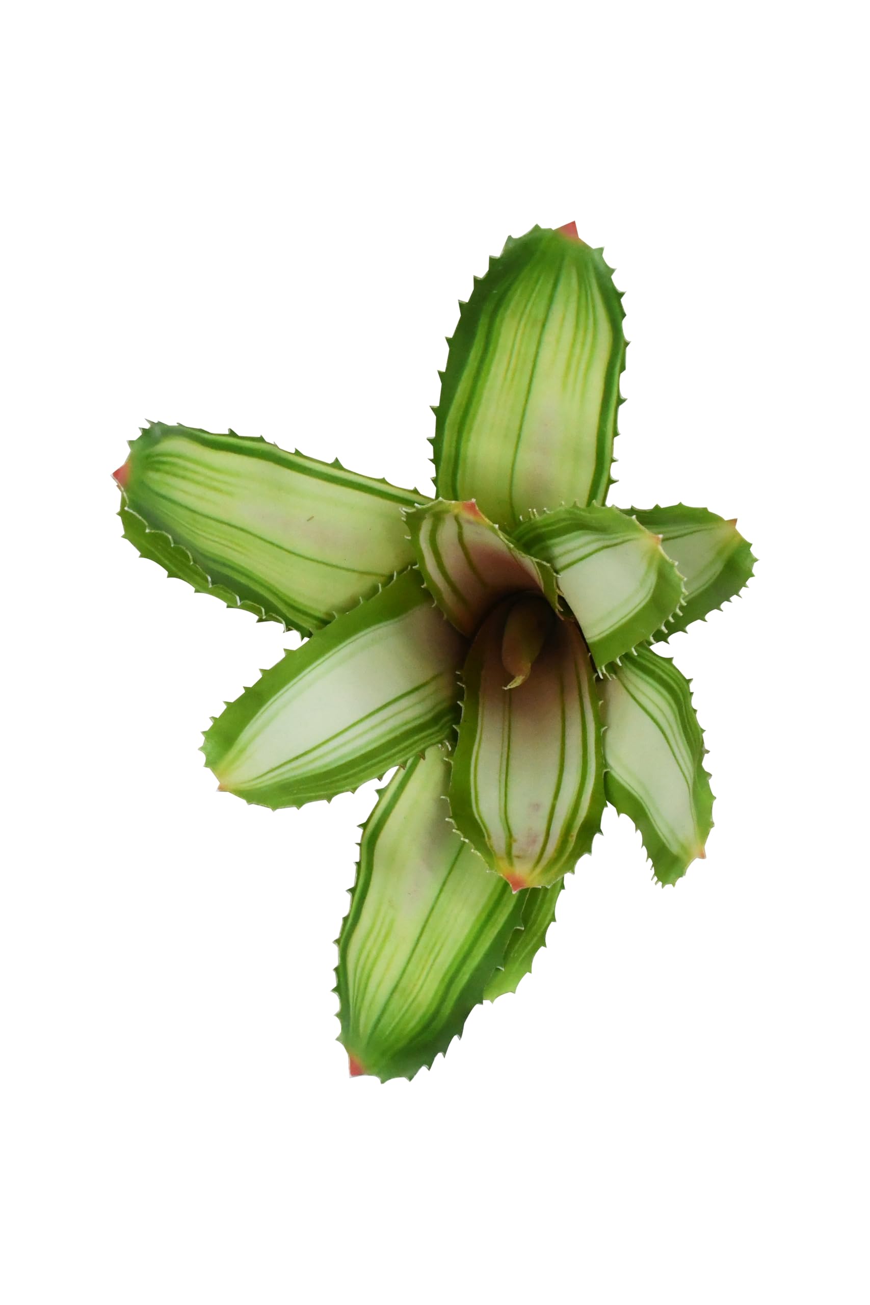 lucky-reptile-scape-it-easy-bromelie-neoregelia-dekopflanze-wei-ca-20-cm image 2