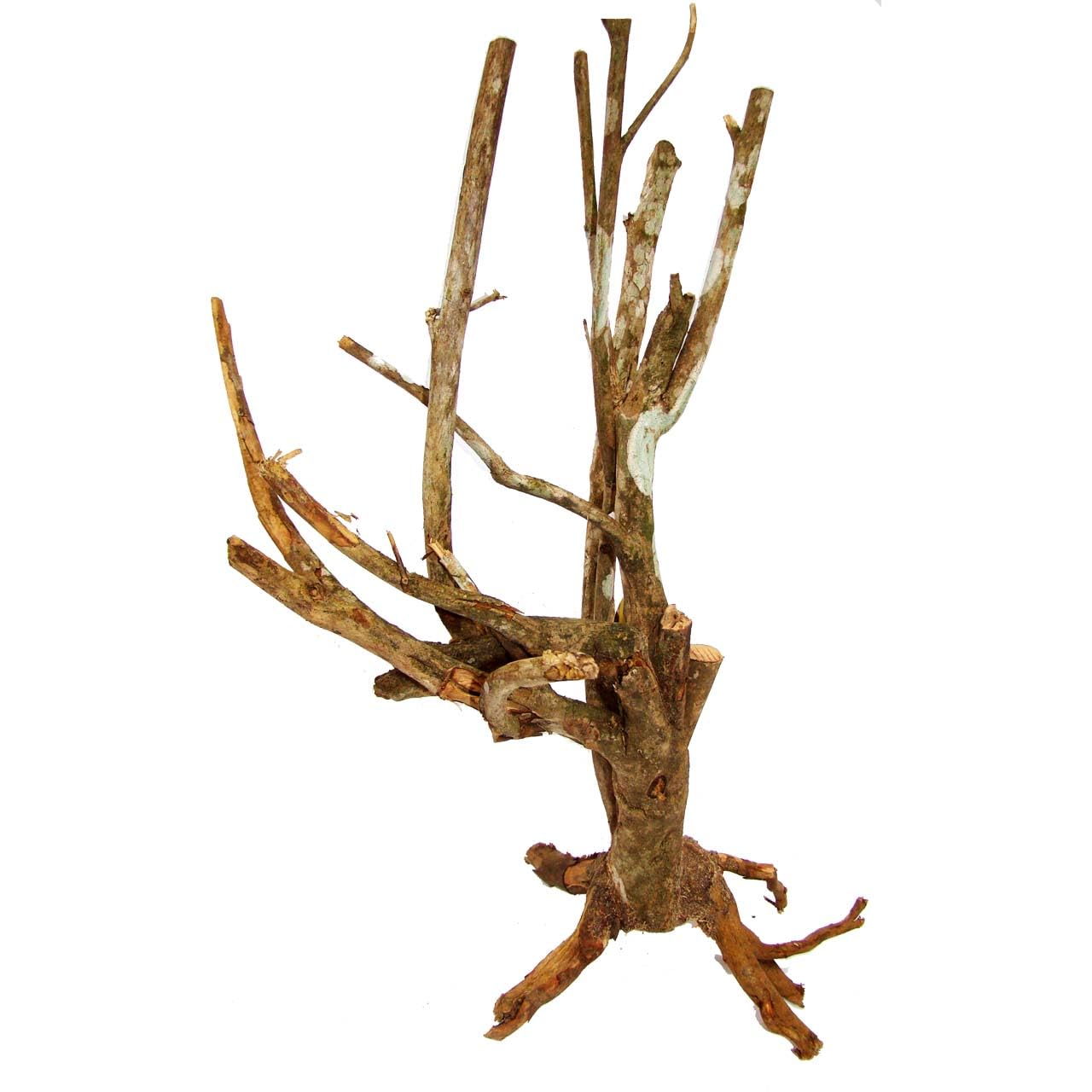 lucky-reptile-grasb-schel-terrarienpflanze-25-40-cm-f-r-w-stenterrarien image 7