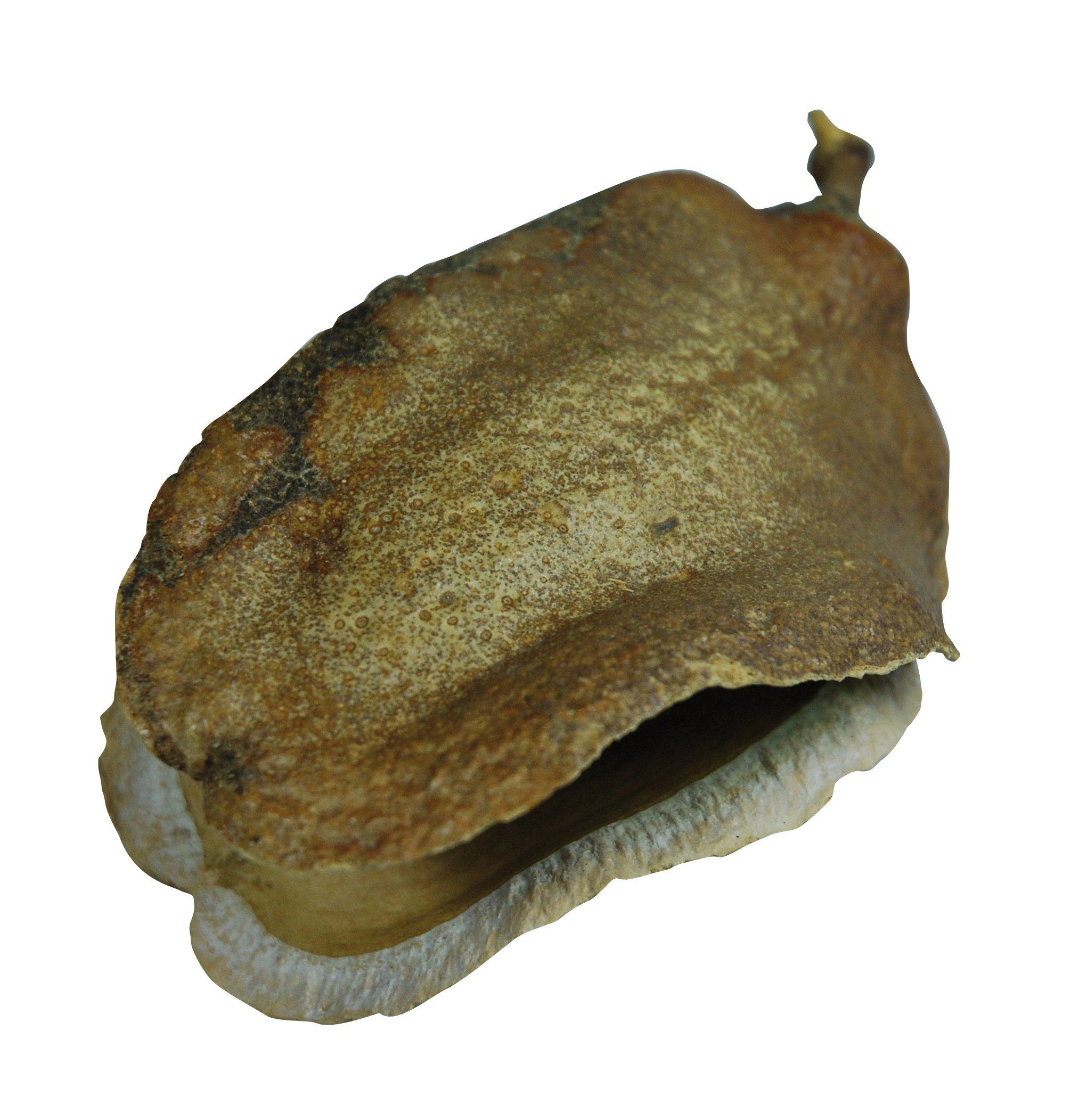 lucky-reptile-db-01-nature-s-treasure-deko-box-terrarien-dekoration-aus-naturmat image 7