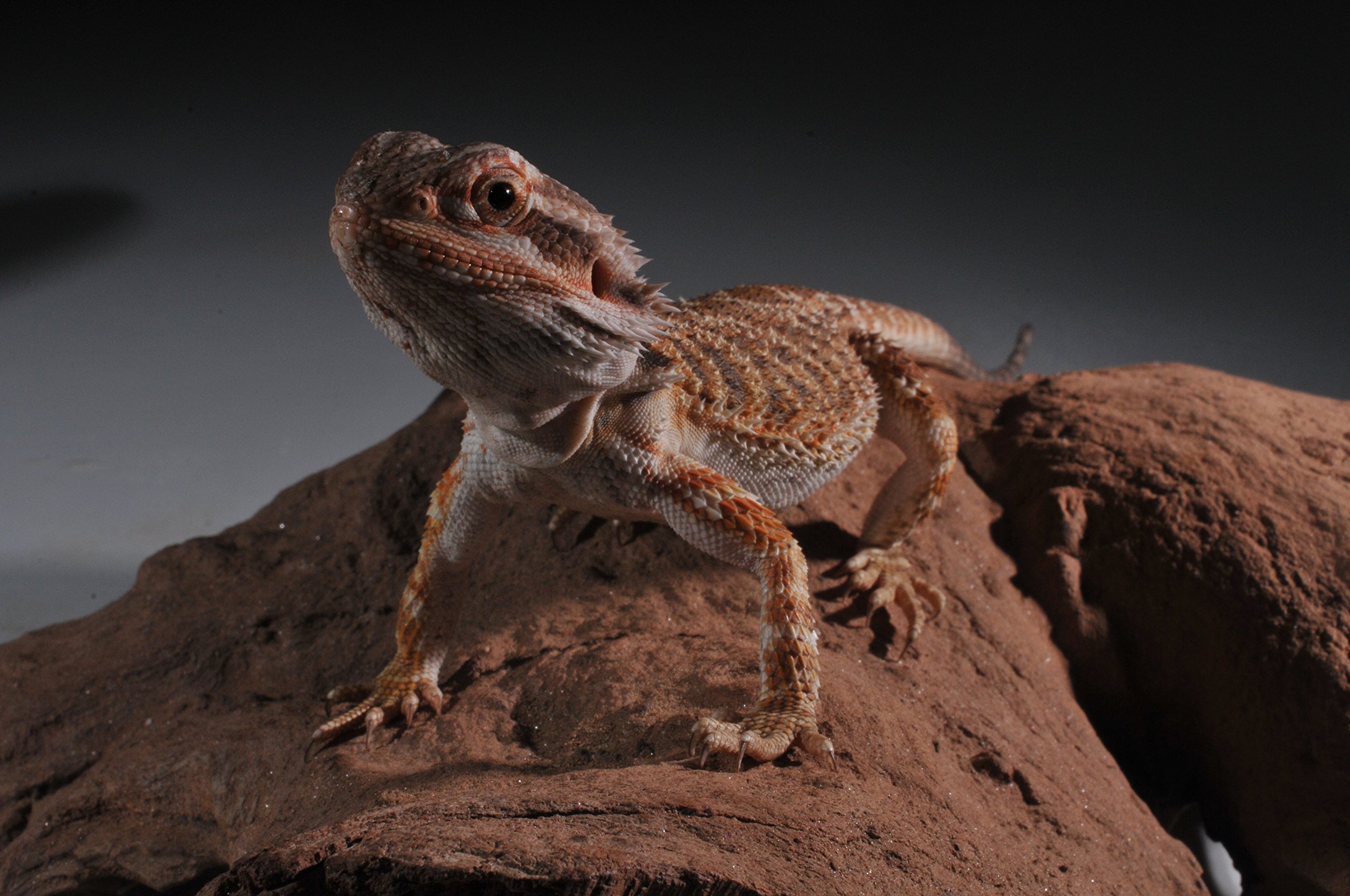 lucky-reptile-starter-kit-bartagame-80-x-40-x-52-cm-schwarz image 5