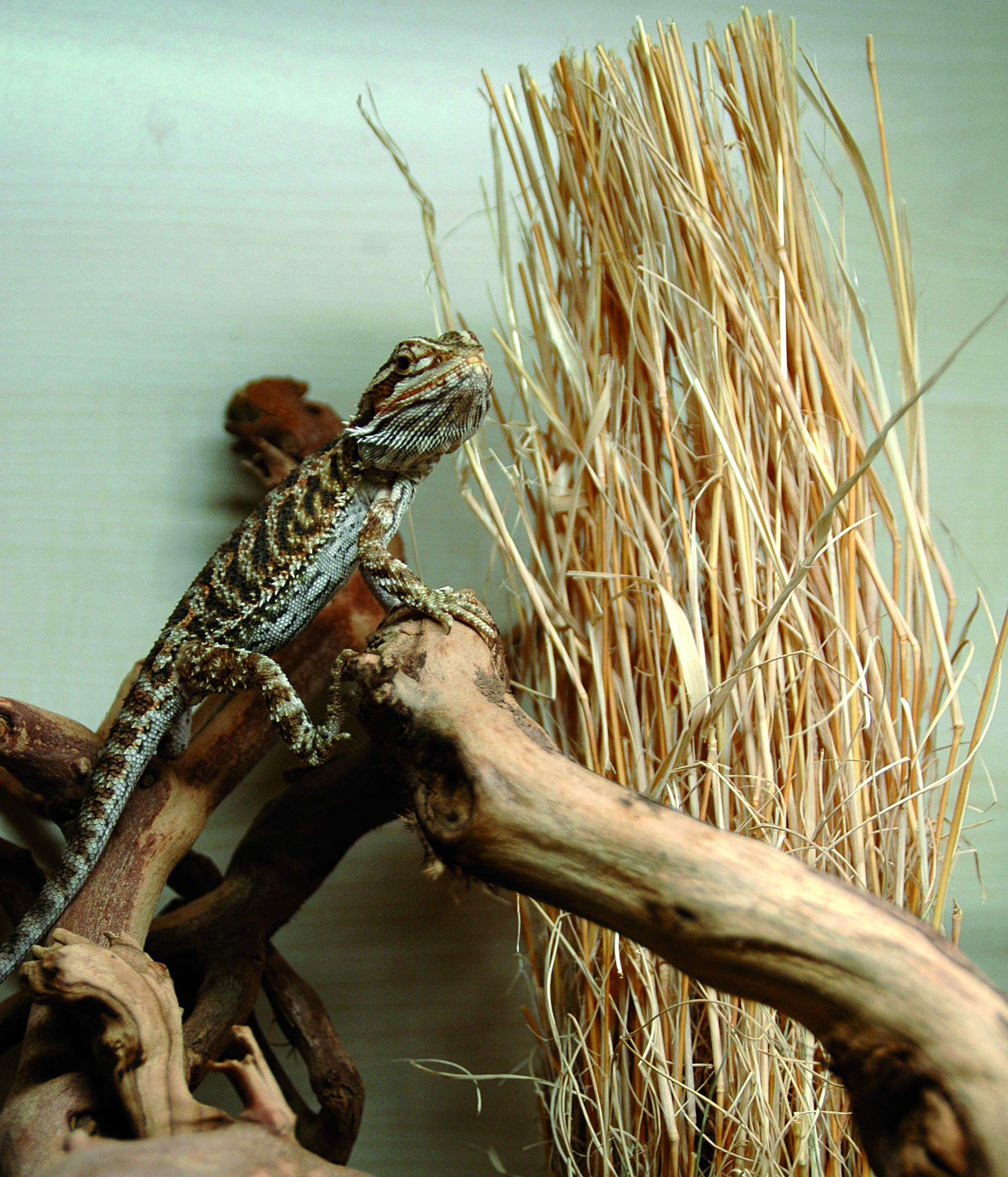 lucky-reptile-grasb-schel-terrarienpflanze-25-40-cm-f-r-w-stenterrarien image 3