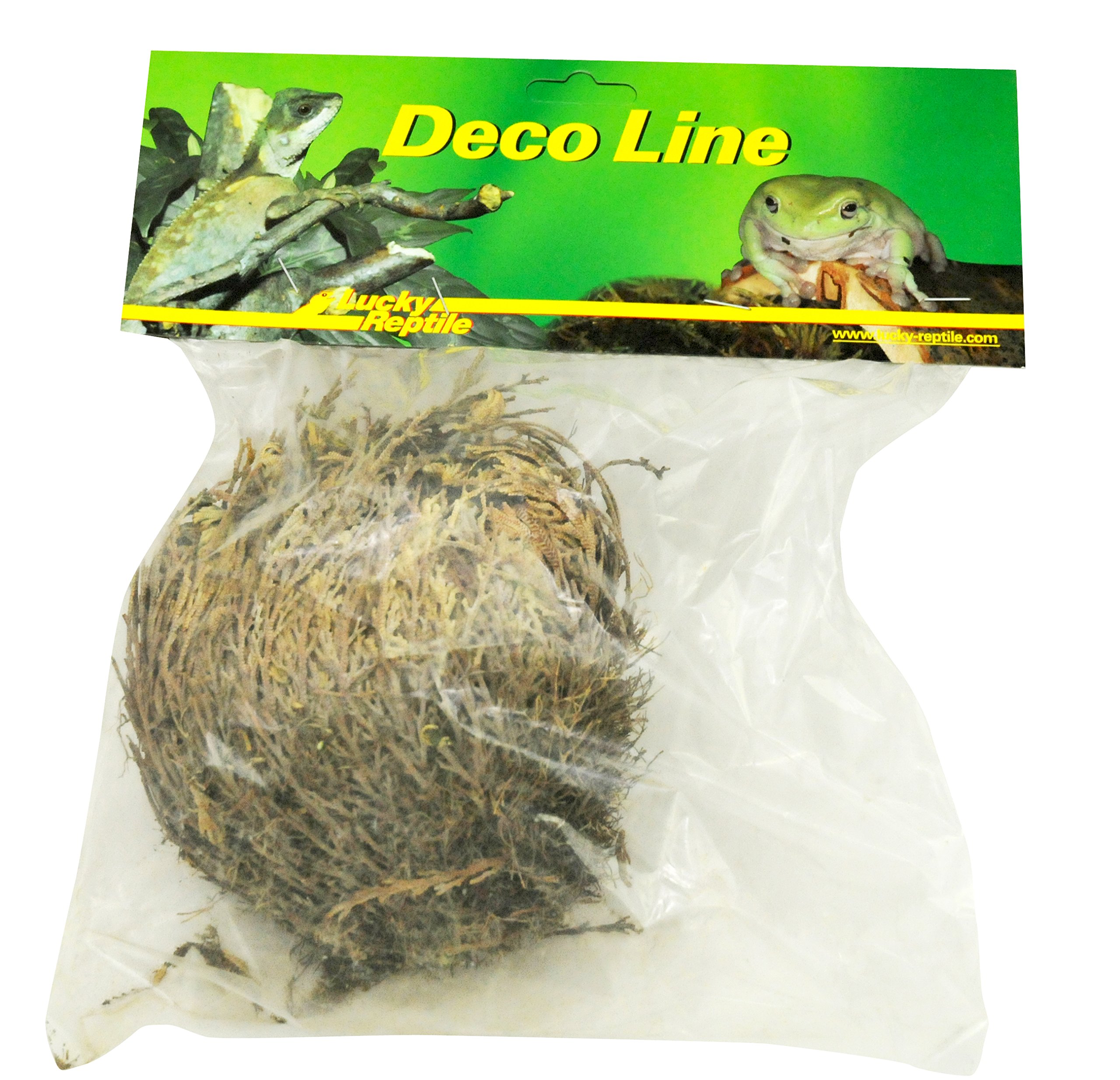 lucky-reptile-rose-von-jericho-w-sten-dekopflanze image 1