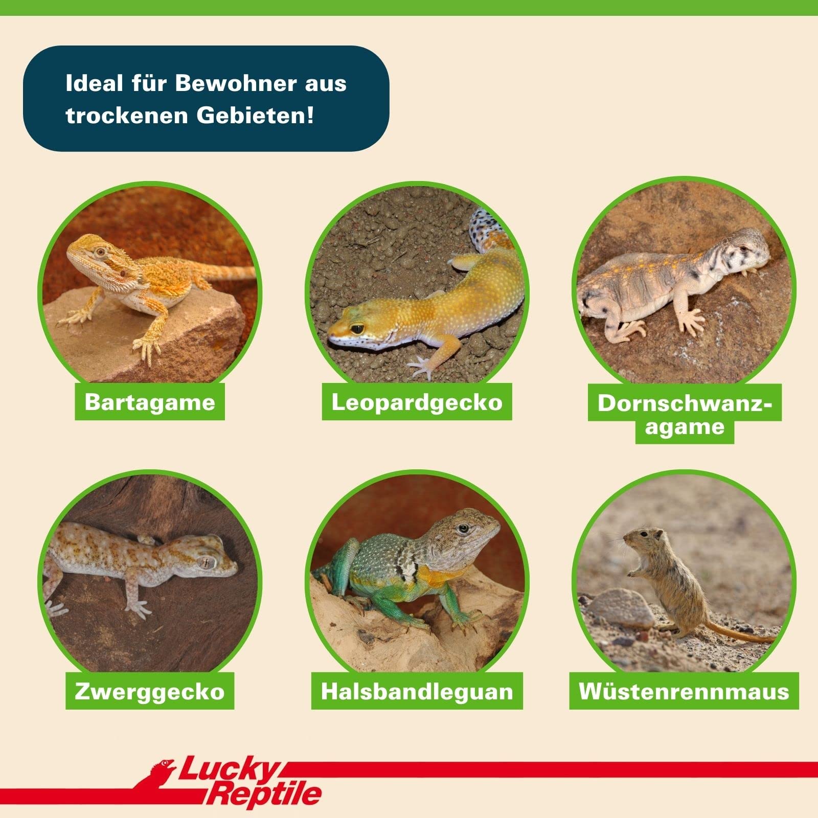 lucky-reptile-desert-bedding-golden-yellow-20-l-w-sten-bodengrund image 3
