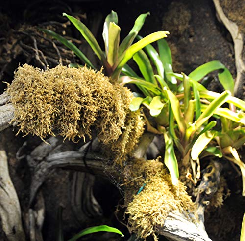 lucky-reptile-vivarium-moss-terrarienmoos-150-gramm image 6