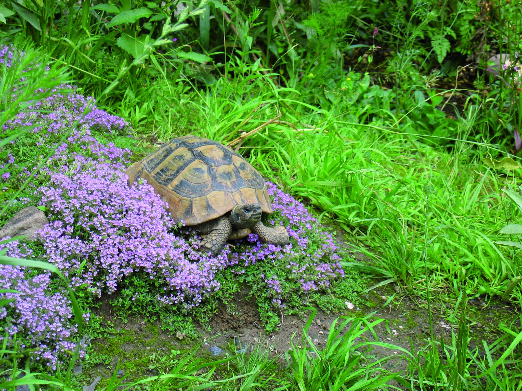 lucky-reptile-herb-garden-hg-05-ringelblume-3-g-futtersamen image 3