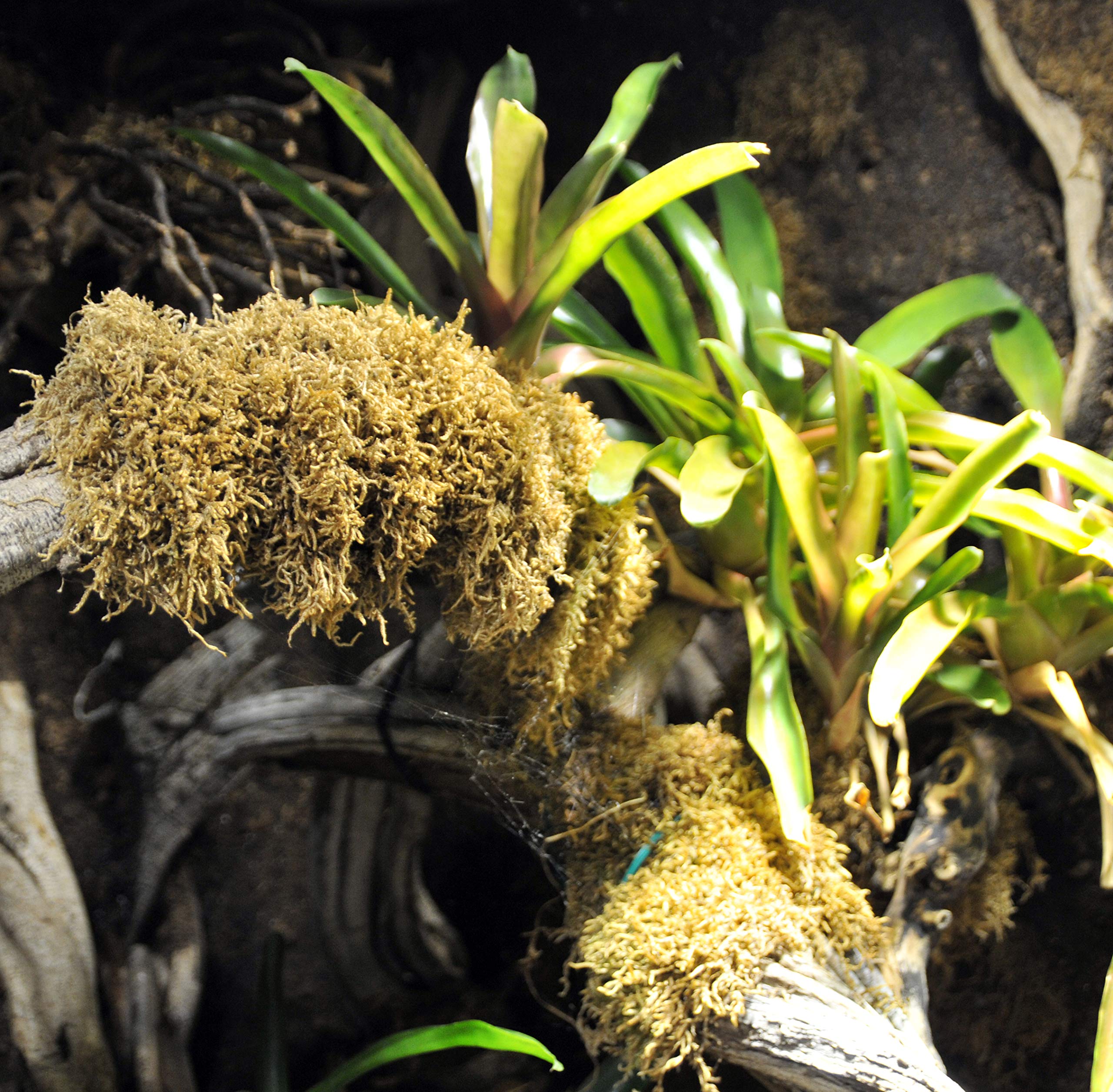 lucky-reptile-vivarium-moss-terrarienmoos-150-gramm image 3