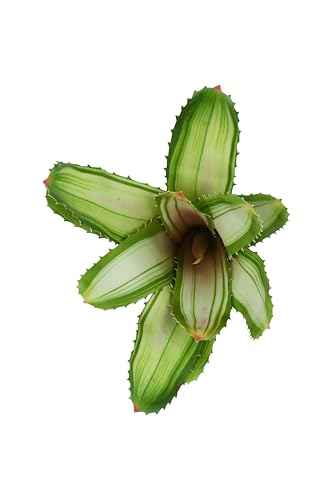 lucky-reptile-scape-it-easy-bromelie-neoregelia-dekopflanze-wei-ca-20-cm image 6
