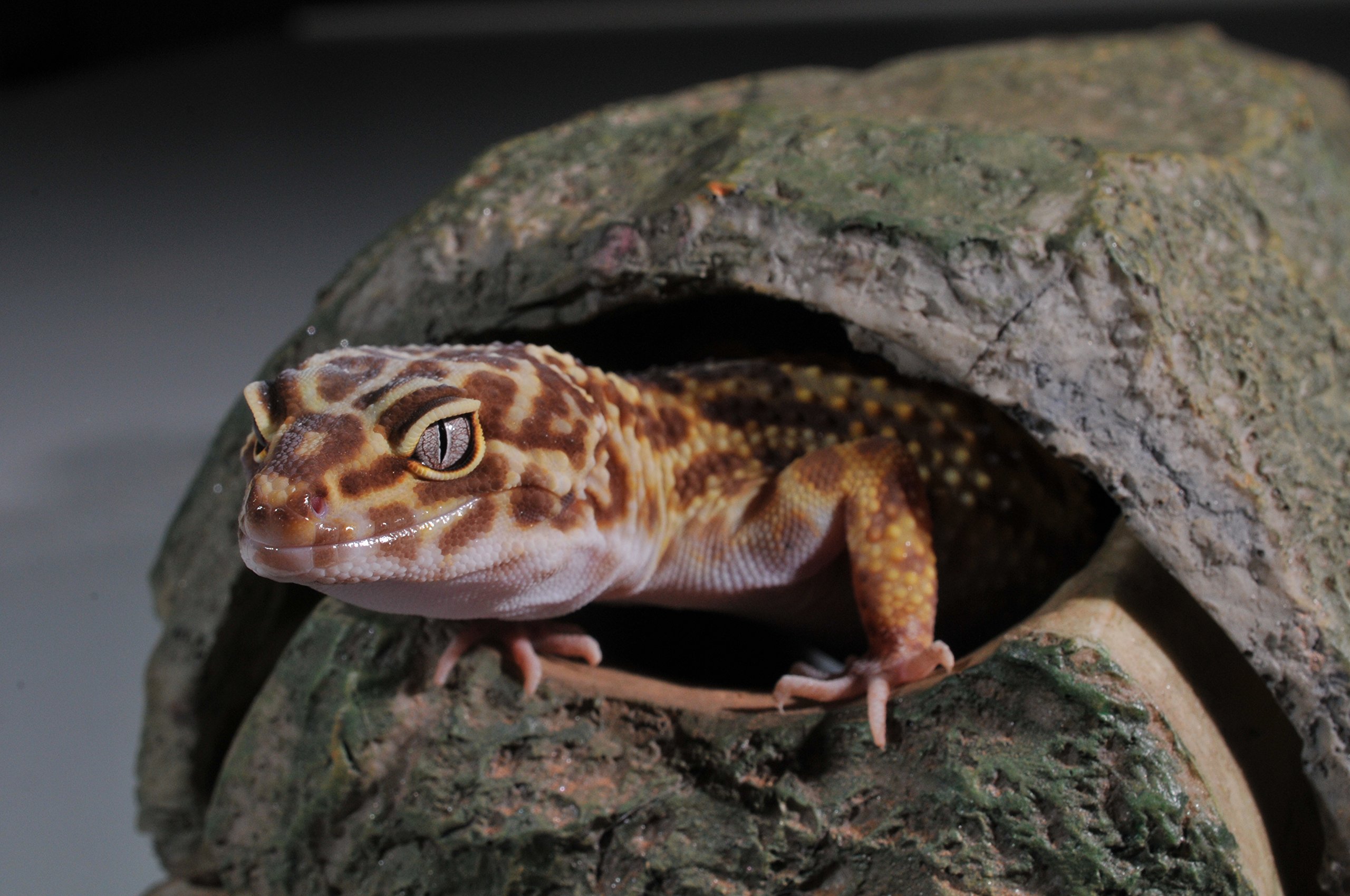 lucky-reptile-starter-kit-leopardgecko-glasterrarium-80-x-40-x-52-cm-wei image 5