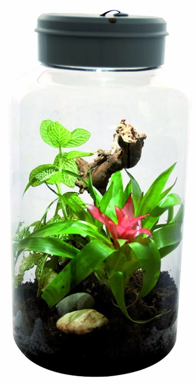 lucky-reptile-insect-tarrium-nanoterrarium-17-7-x-17-5-x-36-cm-mit-led image 1