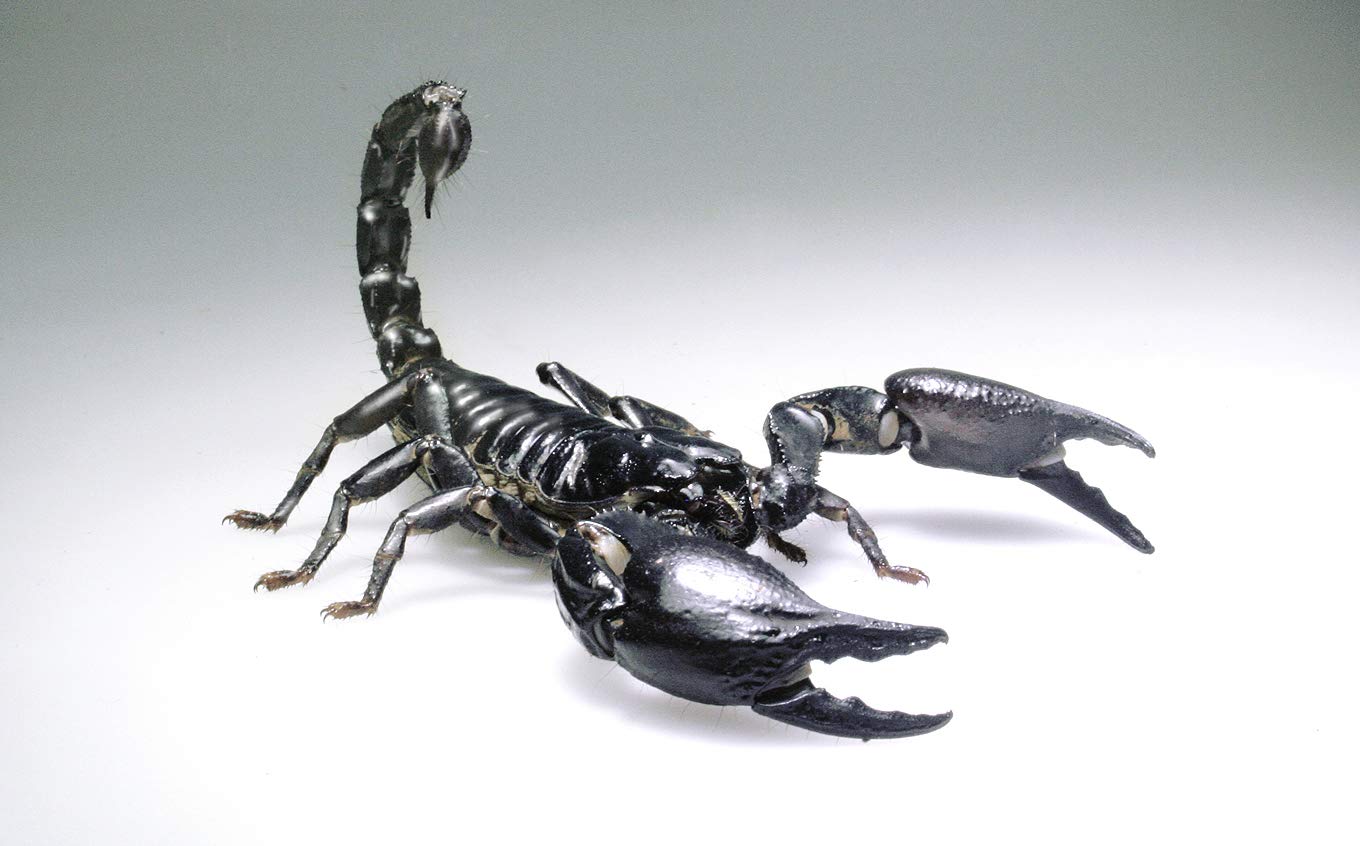 lucky-reptile-starter-kit-vogelspinne-skorpion-schwarz-50x28x40-cm-terrarium-kom image 7