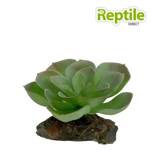 lucky-reptile-kalahari-busch-terrarien-deko-ca-40-cm image 1