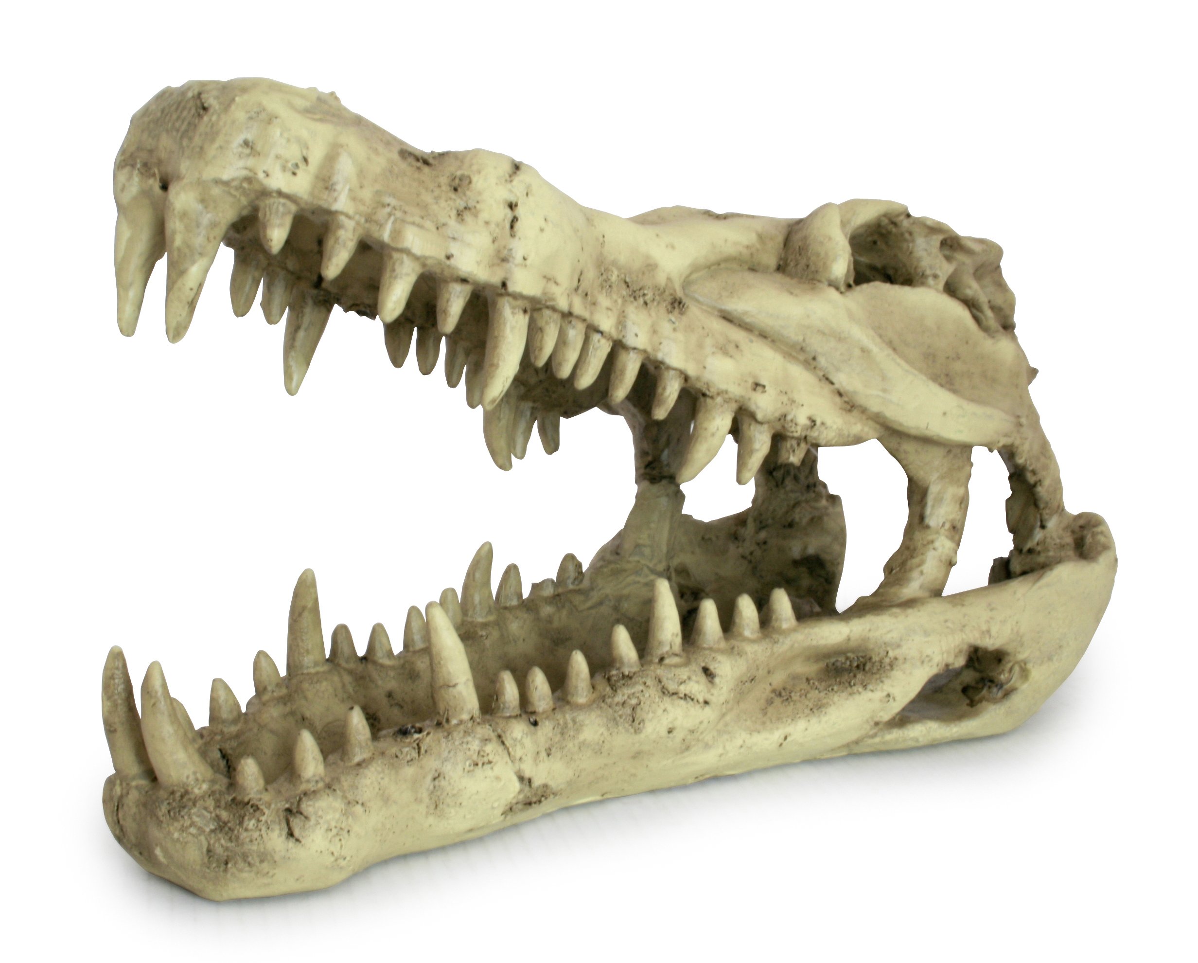 lucky-reptile-deco-skull-cow-kuhsch-del-deko-22-x-9-x-16-cm image 3