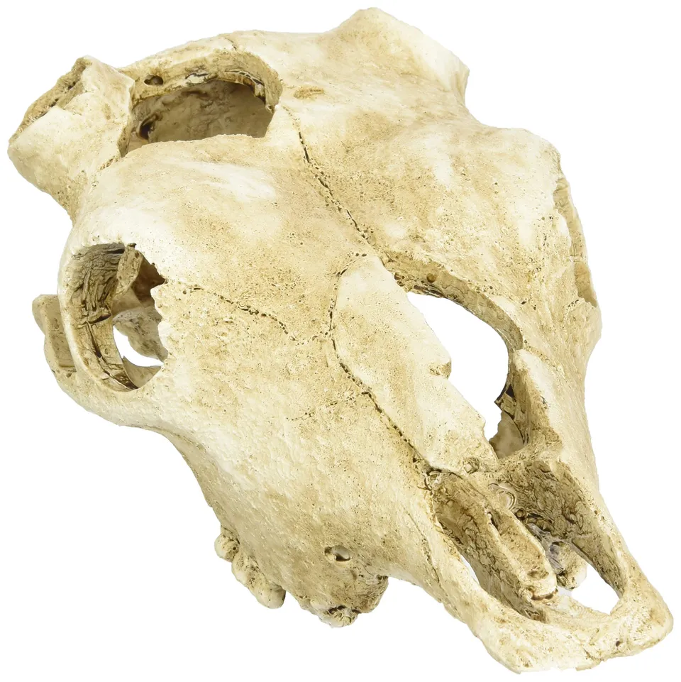 lucky-reptile-deco-skull-cow-kuhsch-del-deko-22-x-9-x-16-cm image 1