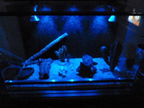 Magische Nächte im Terrarium