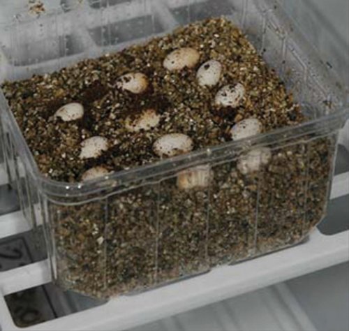 lucky-reptile-egg-o-bator-inkubator-brutger-t-4-liter image 8