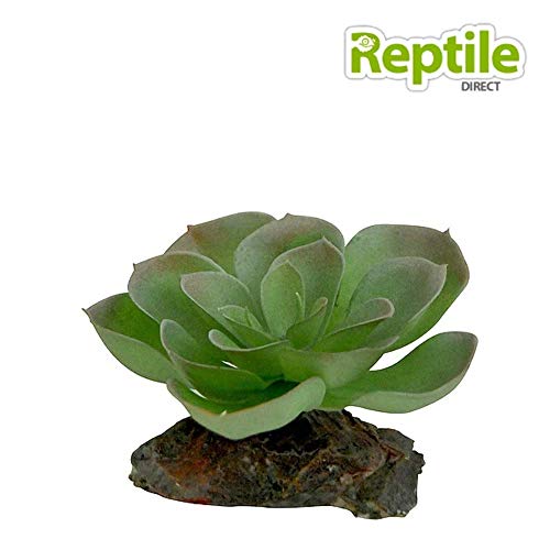 lucky-reptile-kalahari-busch-terrarien-deko-ca-40-cm image 8